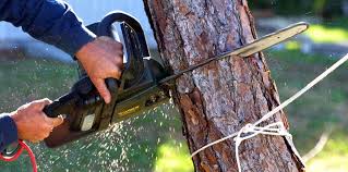 How Our Tree Care Process Works  in  Palestine, IL