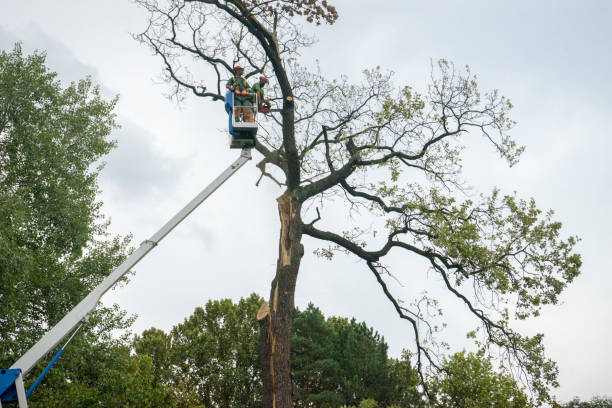 Professional Tree Care in Palestine, IL