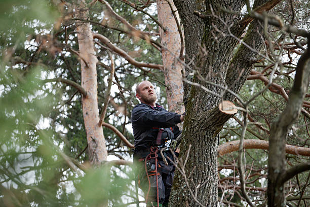 Trusted Palestine, IL Tree Care Experts