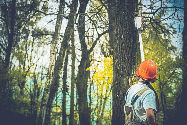 How Our Tree Care Process Works  in  Palestine, IL